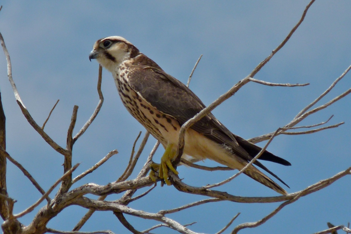 Lanner Falcon